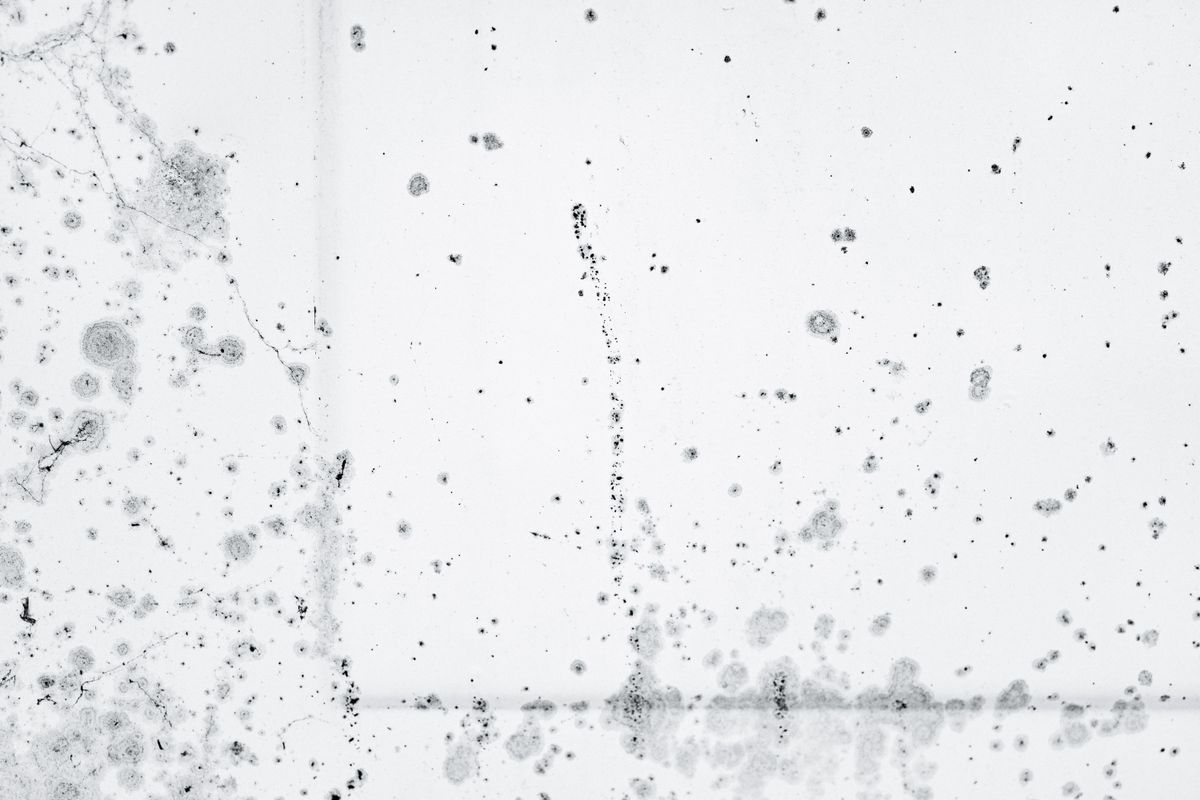 Moisissures dans l'angle d'un mur humide